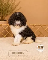 Hershey, a female Poodle - Toy  for sale in Downers Grove, IL – 3 of 4