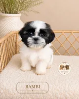 Bambi, a male Shih Tzu for sale in Downers Grove, IL – 2 of 2