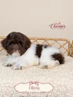 Olivia, a female Shihpoo for sale in Downers Grove, IL – 2 of 2