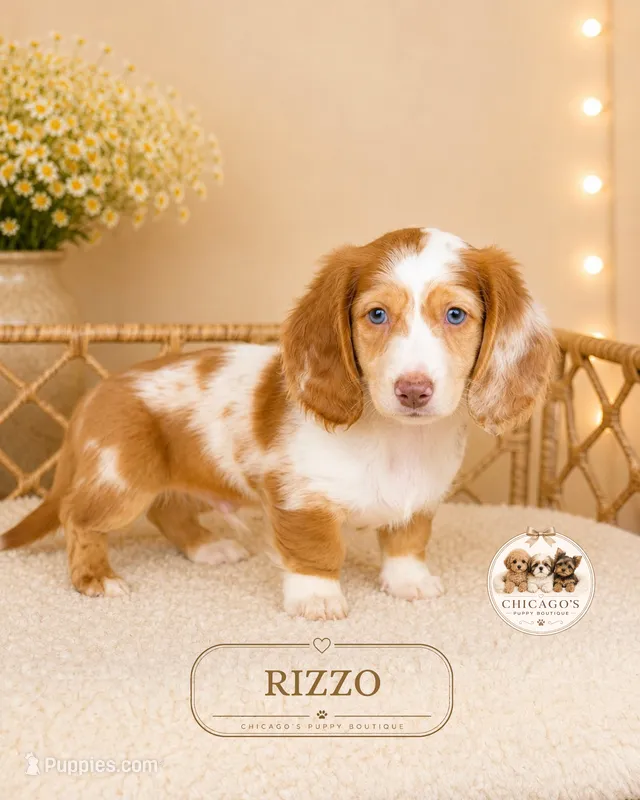 Rizzo  – Miniature Dachshund puppy for sale in Elmhurst, IL