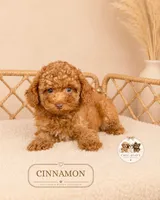 Cinnamon , a female Poodle - Toy  for sale in Elmhurst, IL – 2 of 2