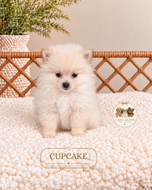 Cupcake – Pomeranian puppy for sale in Downers Grove, IL