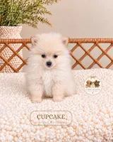 Cupcake, a female Pomeranian for sale in Downers Grove, IL – 1 of 2