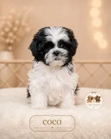 Coco, a female Shih Tzu for sale in Elmhurst, IL – 2 of 2