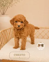 Cheeto, a male Poodle - Toy  for sale in Downers Grove, IL – 1 of 2