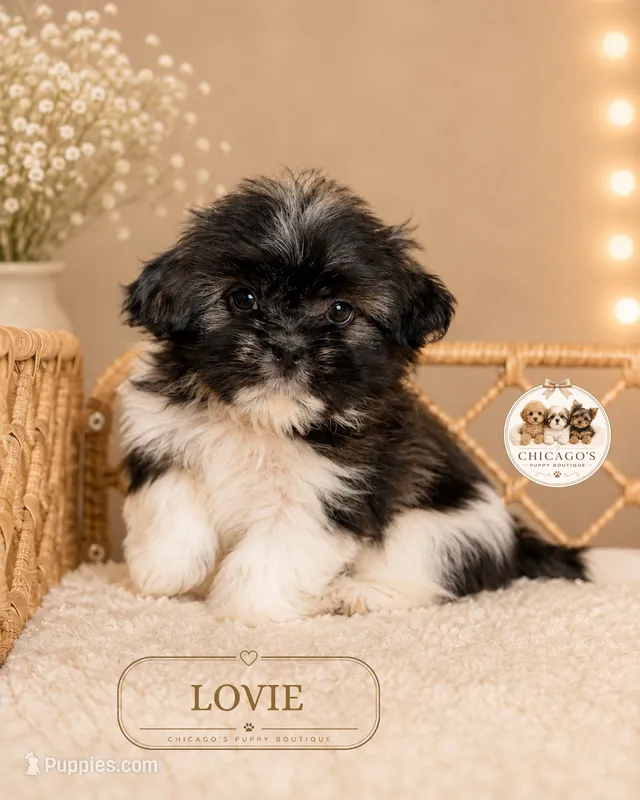 Lovie – Shih Tzu puppy for sale in Elmhurst, IL