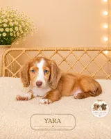 Yara, a female Miniature Dachshund for sale in Elmhurst, IL – 2 of 2