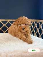 Noel, a male Poodle - Toy  for sale in Elmhurst, IL – Photo 1 of 2