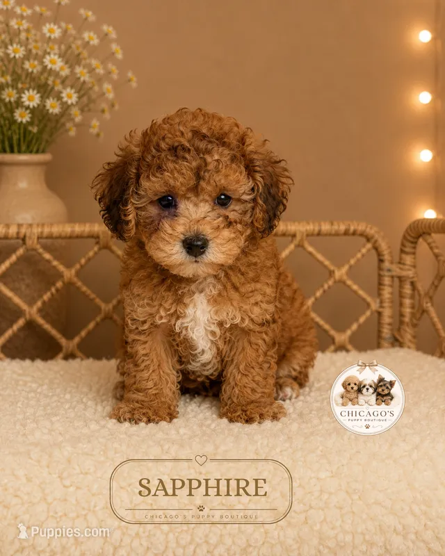Sapphire – Shihpoo puppy for sale in Elmhurst, IL