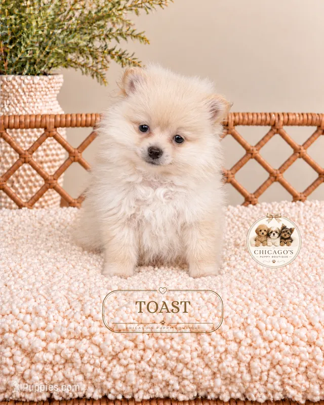 Toast  – Pomeranian puppy for sale in Downers Grove, IL