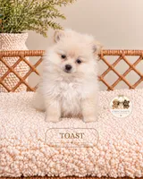 Toast , a male Pomeranian for sale in Downers Grove, IL – 1 of 1