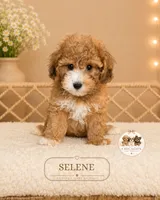 Selene, a female Shihpoo for sale in Elmhurst, IL – 1 of 2
