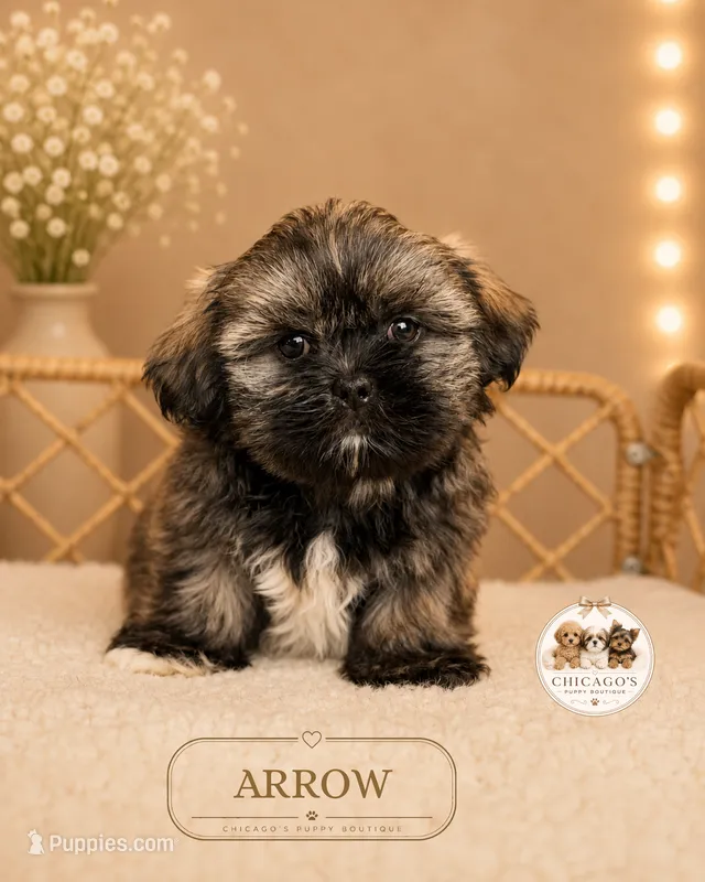 Arrow – Shih Tzu puppy for sale in Elmhurst, IL