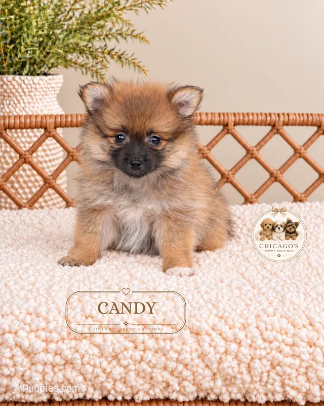 Candy – Pomeranian puppy for sale in Downers Grove, IL