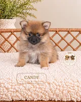 Candy, a female Pomeranian for sale in Downers Grove, IL – 1 of 2