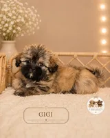 Gigi, a female Shih Tzu for sale in Elmhurst, IL – 2 of 2