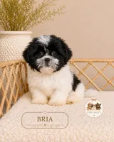 Bria, a female Shih Tzu for sale in Downers Grove, IL – 2 of 2