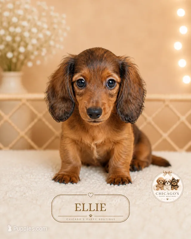 Ellie – Miniature Dachshund puppy for sale in Elmhurst, IL
