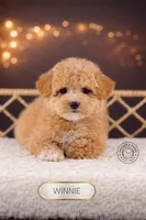 Winnie, a female Bichpoo for sale in Elmhurst, IL – Photo 2 of 2