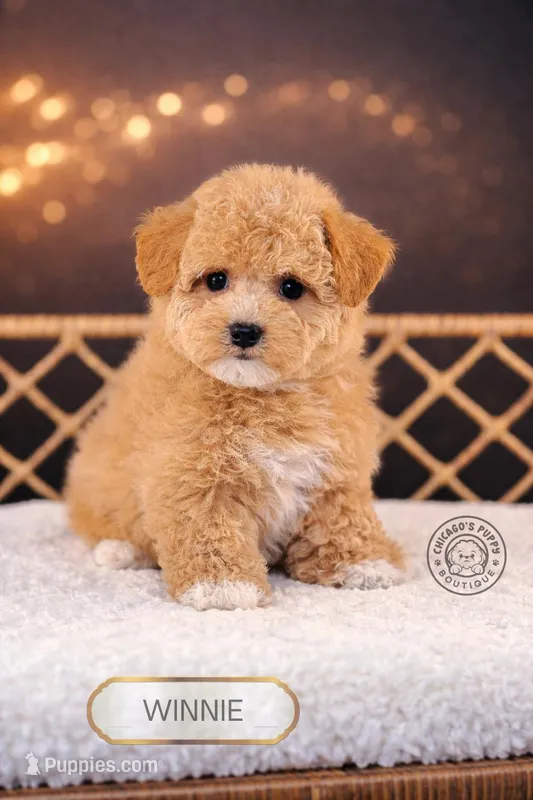 Winnie – Bichpoo puppy for sale in Elmhurst, IL