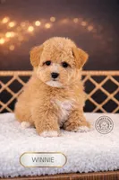 Winnie, a female Bichpoo for sale in Elmhurst, IL – Photo 1 of 2