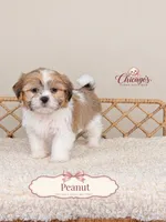 Peanut, a male Shihpoo for sale in Downers Grove, IL – 2 of 2