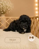 Tilly, a female Bichpoo for sale in Elmhurst, IL – 2 of 2