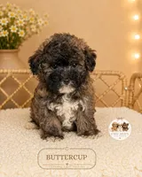 Buttercup, a female Shichon for sale in Elmhurst, IL – 1 of 1