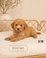 Pancake, a male Poodle - Toy  for sale in Downers Grove, IL – 2 of 2