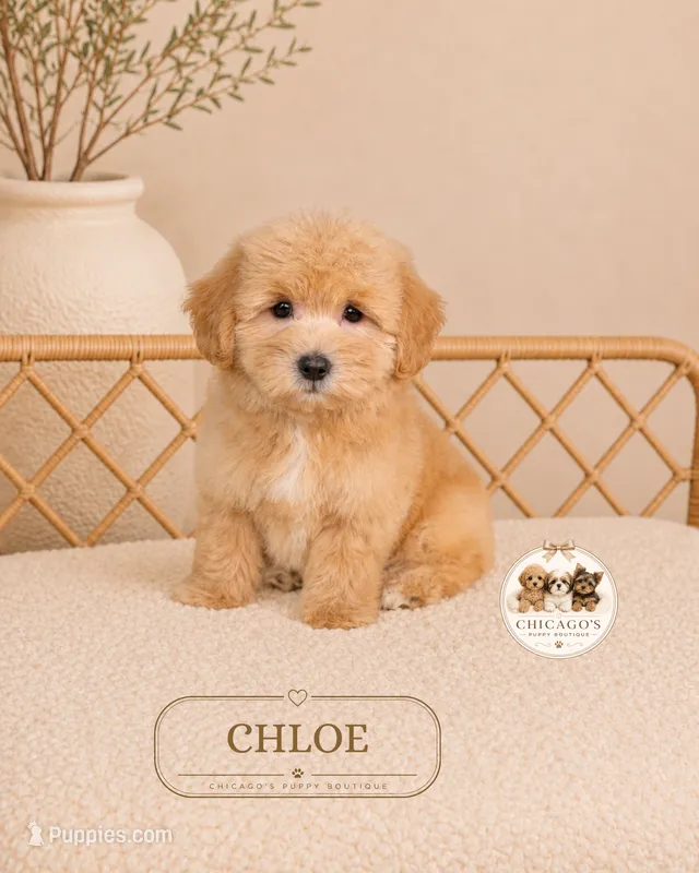  Chloe – Maltipoo puppy for sale in Downers Grove, IL