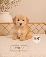  Chloe, a female Maltipoo for sale in Downers Grove, IL – 1 of 1