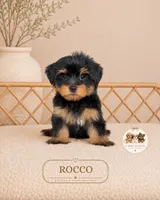 Rocco, a male Yorkshire Terrier for sale in Downers Grove, IL – 1 of 1