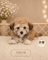 Chloe, a female Bichpoo for sale in Elmhurst, IL – 2 of 2