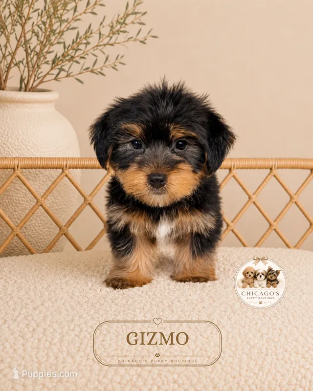 Gizmo – Yorkshire Terrier puppy for sale in Downers Grove, IL