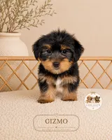 Gizmo, a male Yorkshire Terrier for sale in Downers Grove, IL – 1 of 2