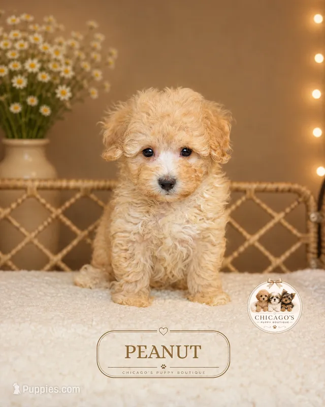 Peanut – Maltipoo puppy for sale in Elmhurst, IL