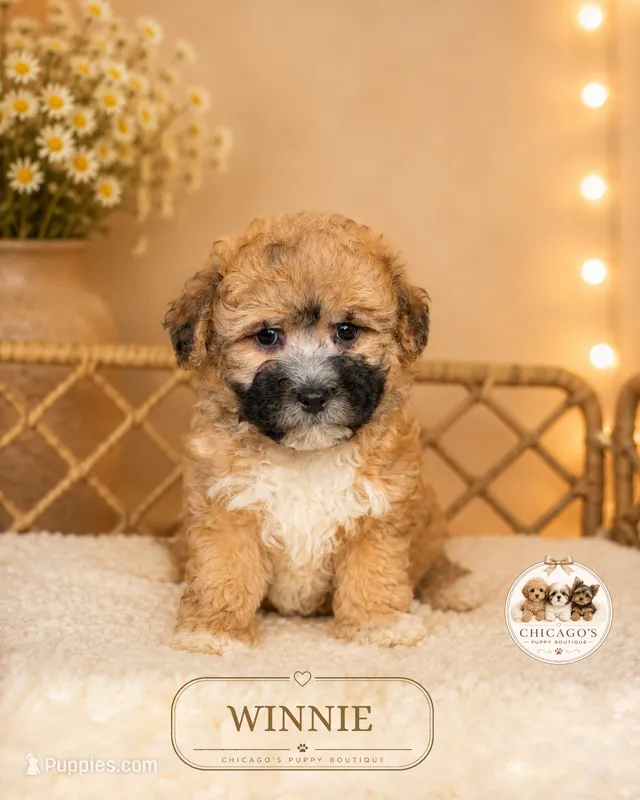 Winnie – Shichon puppy for sale in Elmhurst, IL