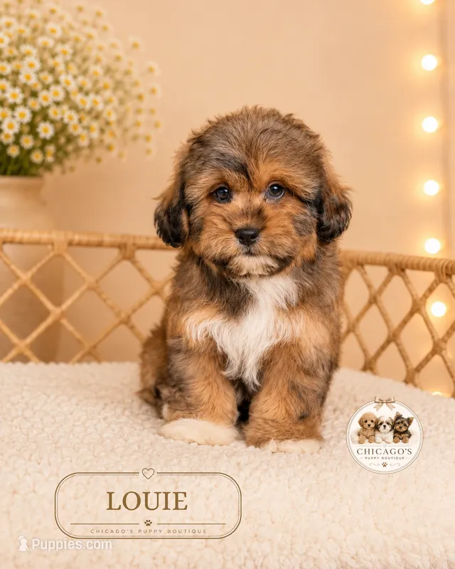 Louie – Shihpoo puppy for sale in Elmhurst, IL