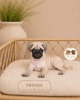 Twinkie, a female Pug for sale in Downers Grove, IL – 2 of 2