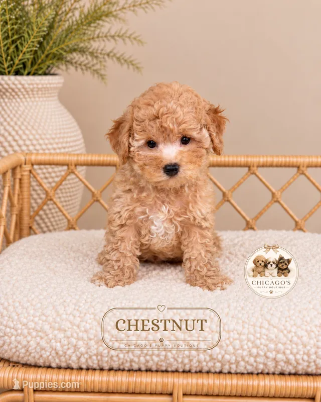 Chestnut – Poodle - Toy  puppy for sale in Downers Grove, IL