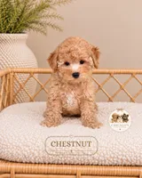 Chestnut, a male Poodle - Toy  for sale in Downers Grove, IL – 1 of 1