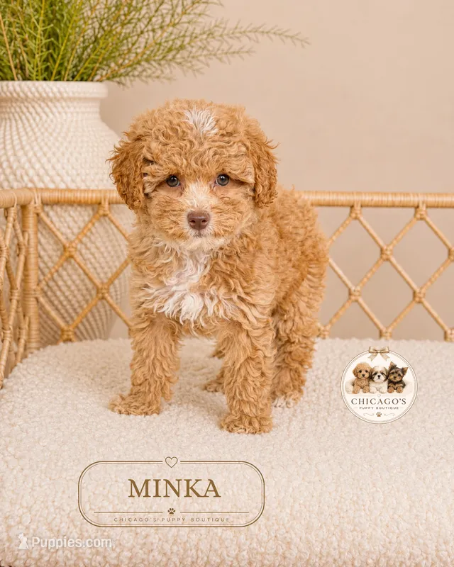 Minka  – Poodle - Toy  puppy for sale in Downers Grove, IL
