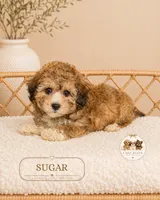 Sugar, a female Shihpoo for sale in Downers Grove, IL – 2 of 2