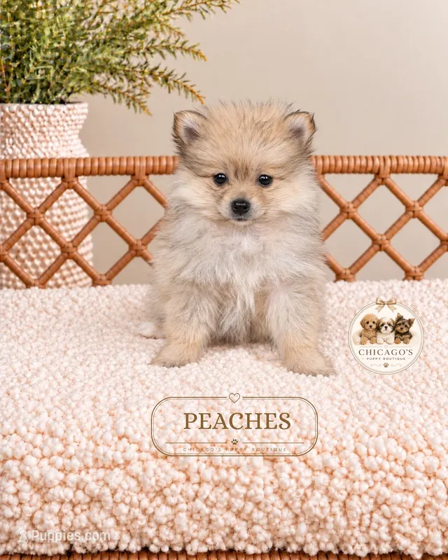 Peaches – Pomeranian puppy for sale in Downers Grove, IL