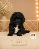 Tilly, a female Bichpoo for sale in Elmhurst, IL – 1 of 2