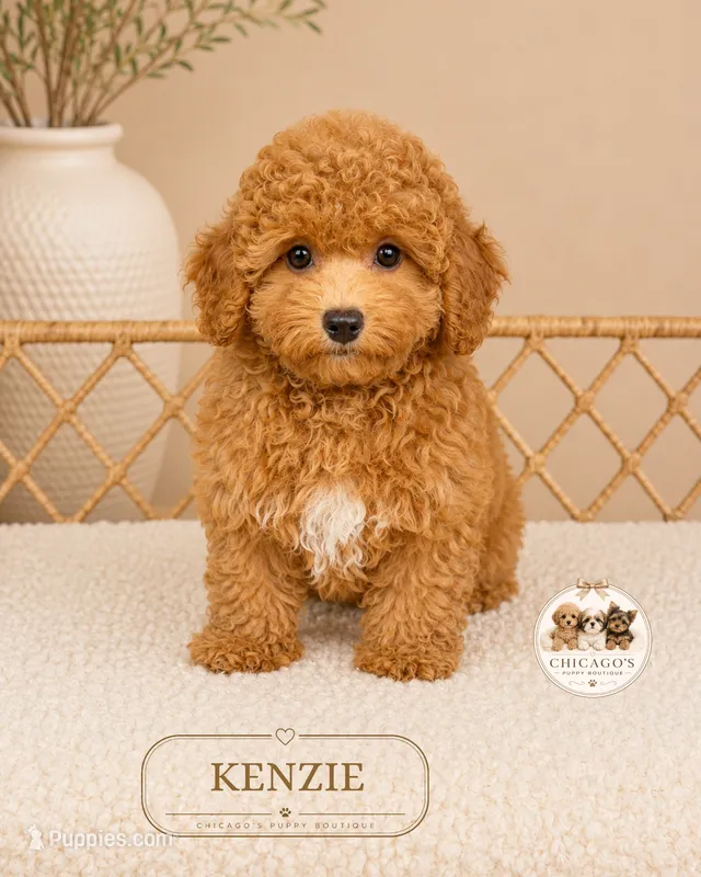 Kenzie – Poodle - Miniature  puppy for sale in Downers Grove, IL