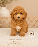 Kenzie, a female Poodle - Miniature  for sale in Downers Grove, IL – 1 of 2