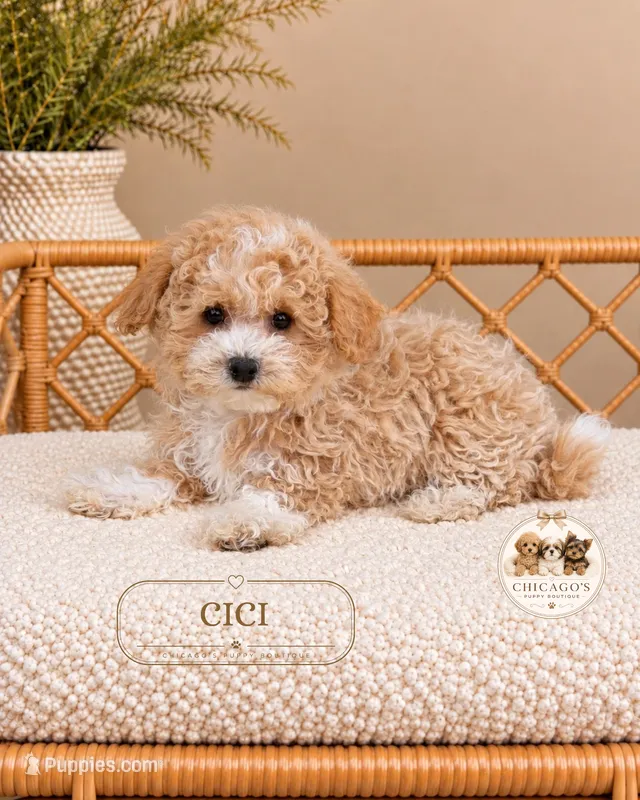 Cici – Maltipoo puppy for sale in Downers Grove, IL