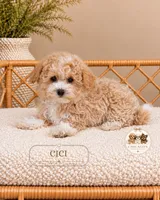 Cici, a female Maltipoo for sale in Downers Grove, IL – 1 of 2