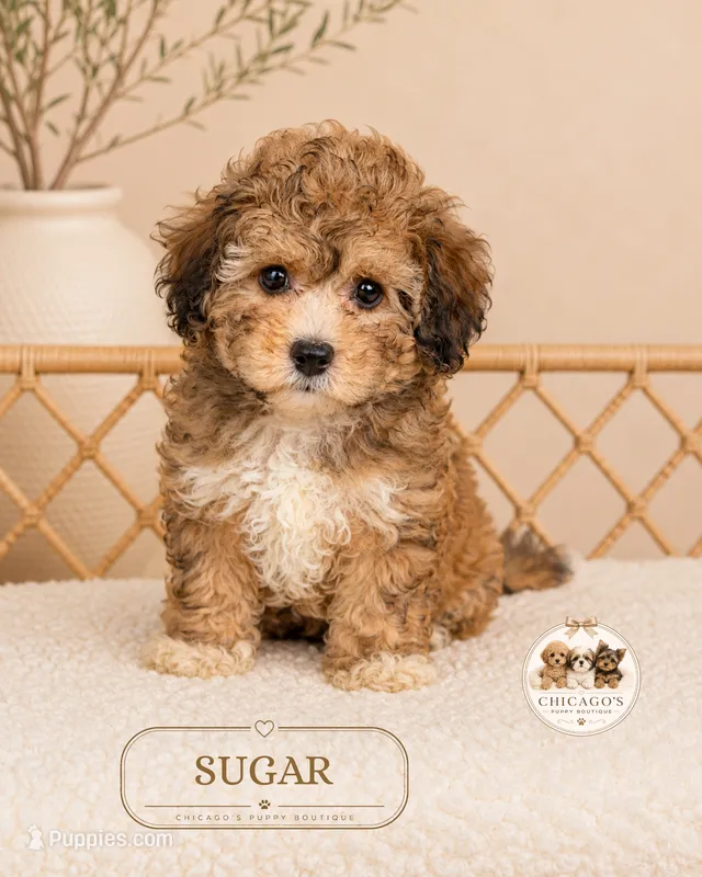 Sugar – Shihpoo puppy for sale in Downers Grove, IL